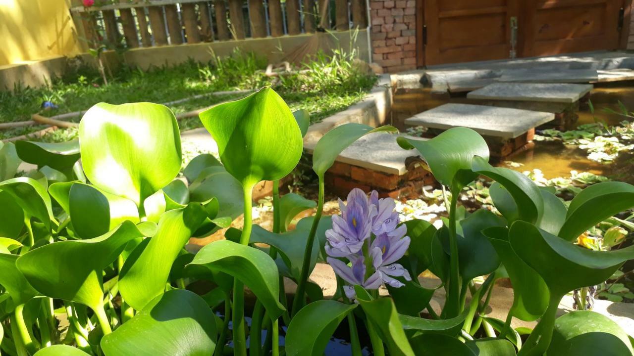 Pink Tulip Hoi An Hotel ภายนอก รูปภาพ